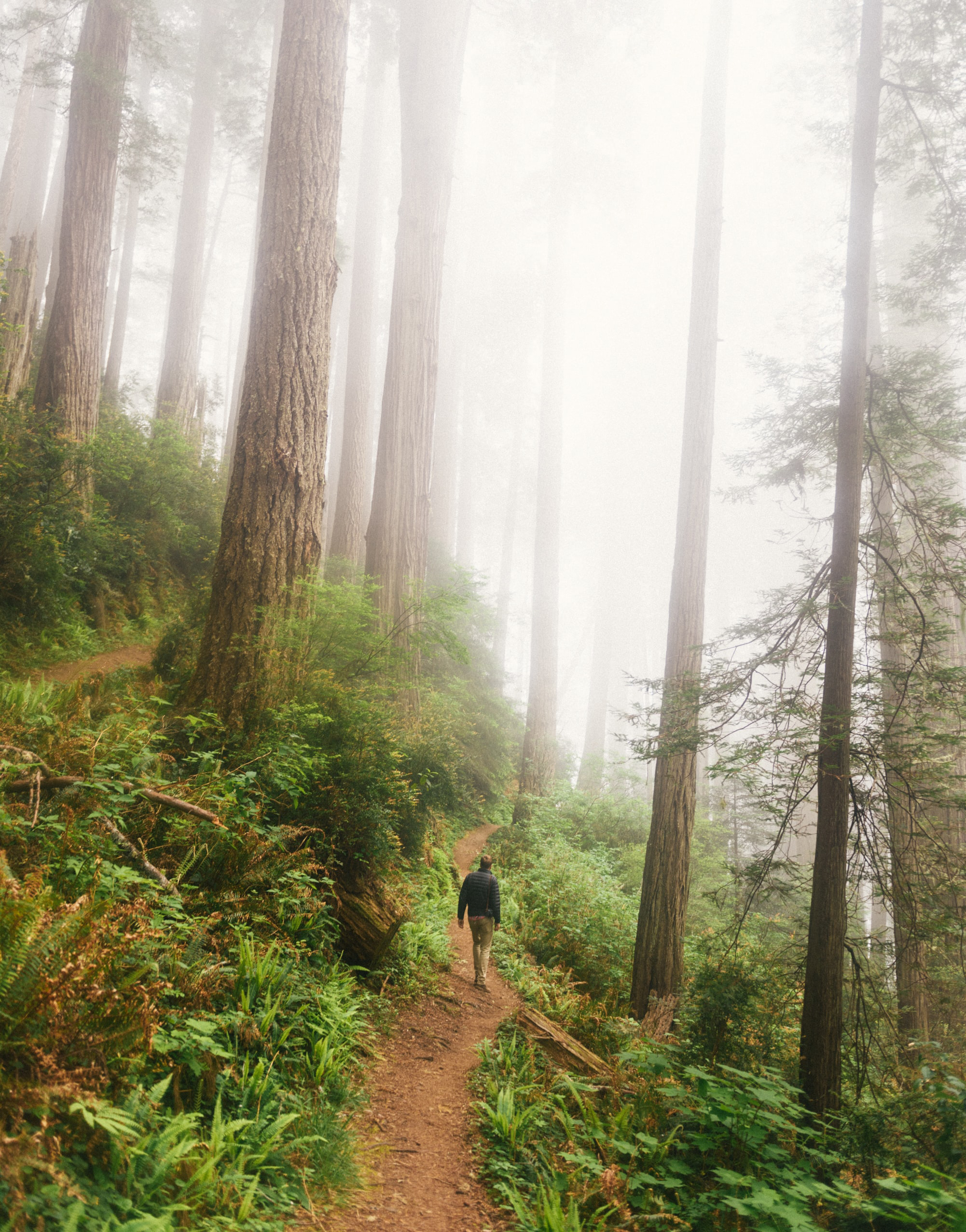 A lone hiker walks a trail through towering trees in the mist