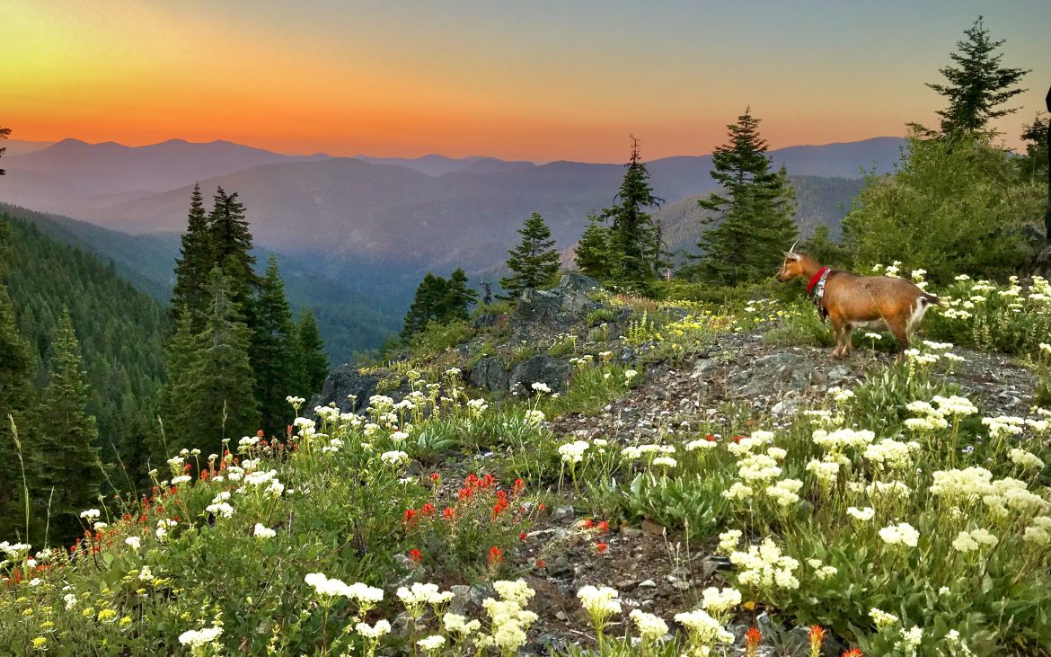 standing atop a ride, a goat looks out over a sea of flowers.