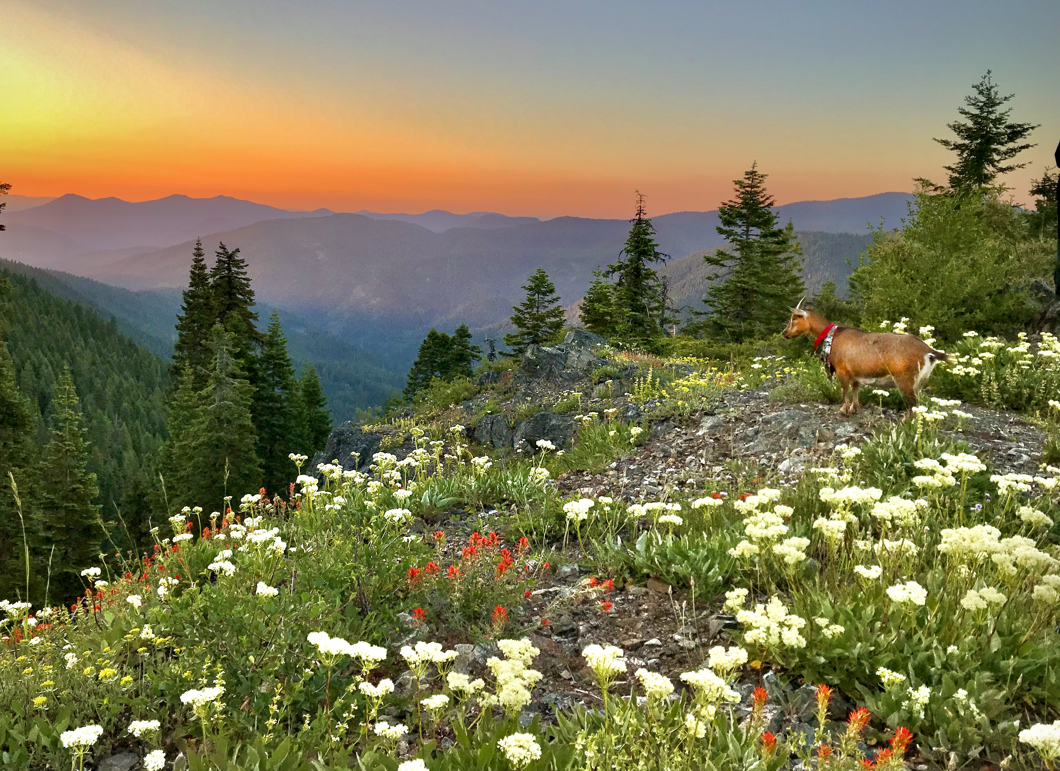 Find Colorado Wildflower Peak Season