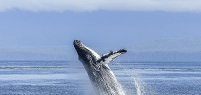 Ecotourism Adventure —A humpback whale explodes out of the water with coast in the background.