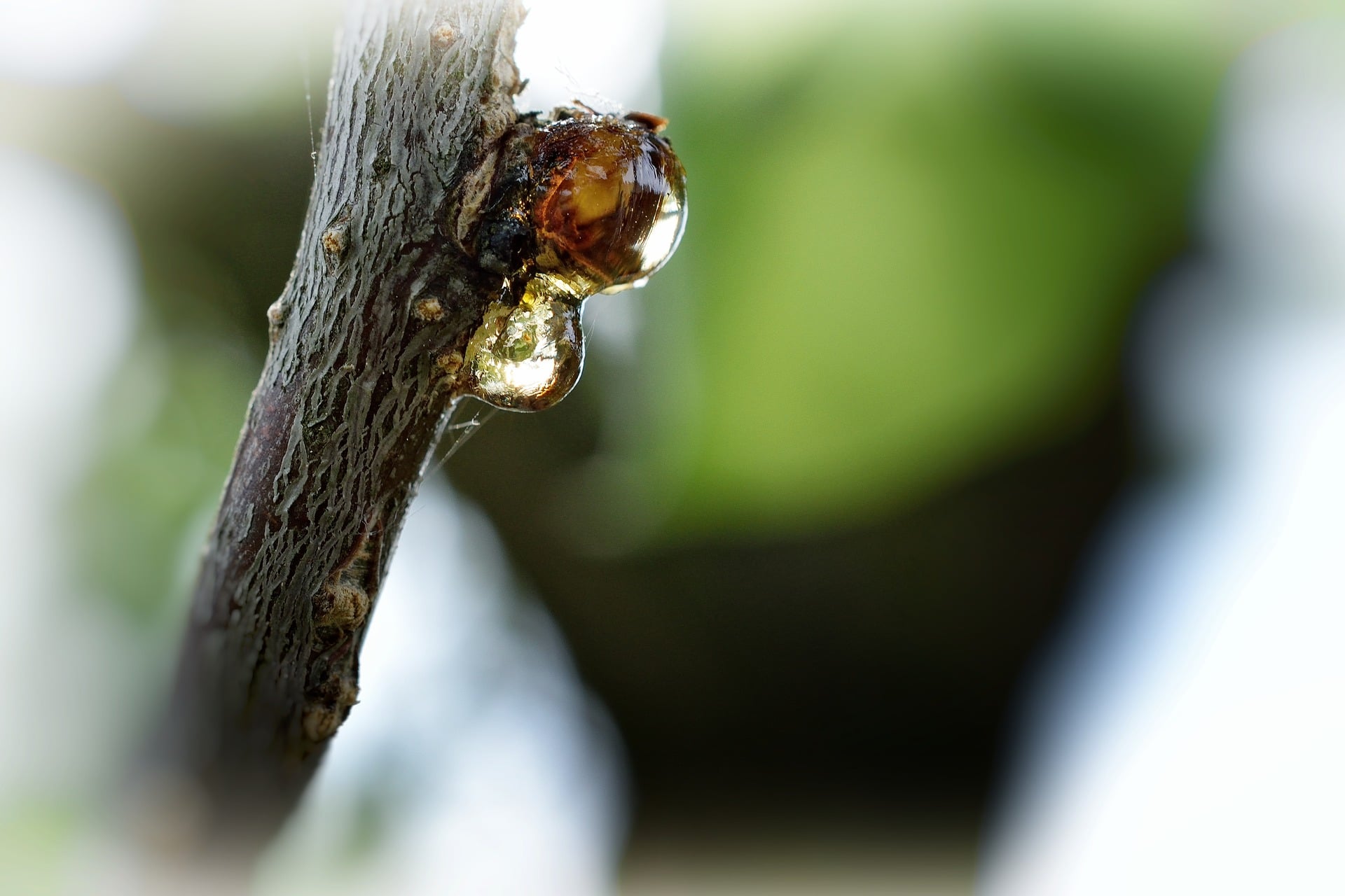 Drops of sap poised to drop from a tree branch.