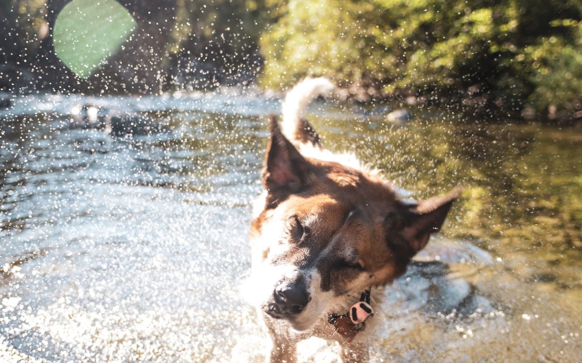 Keep RVIng Pets Cool -- Dog shaking off water