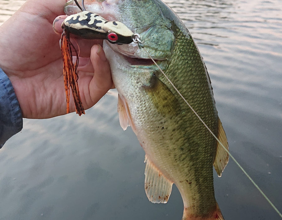 Hand holding fish at lake