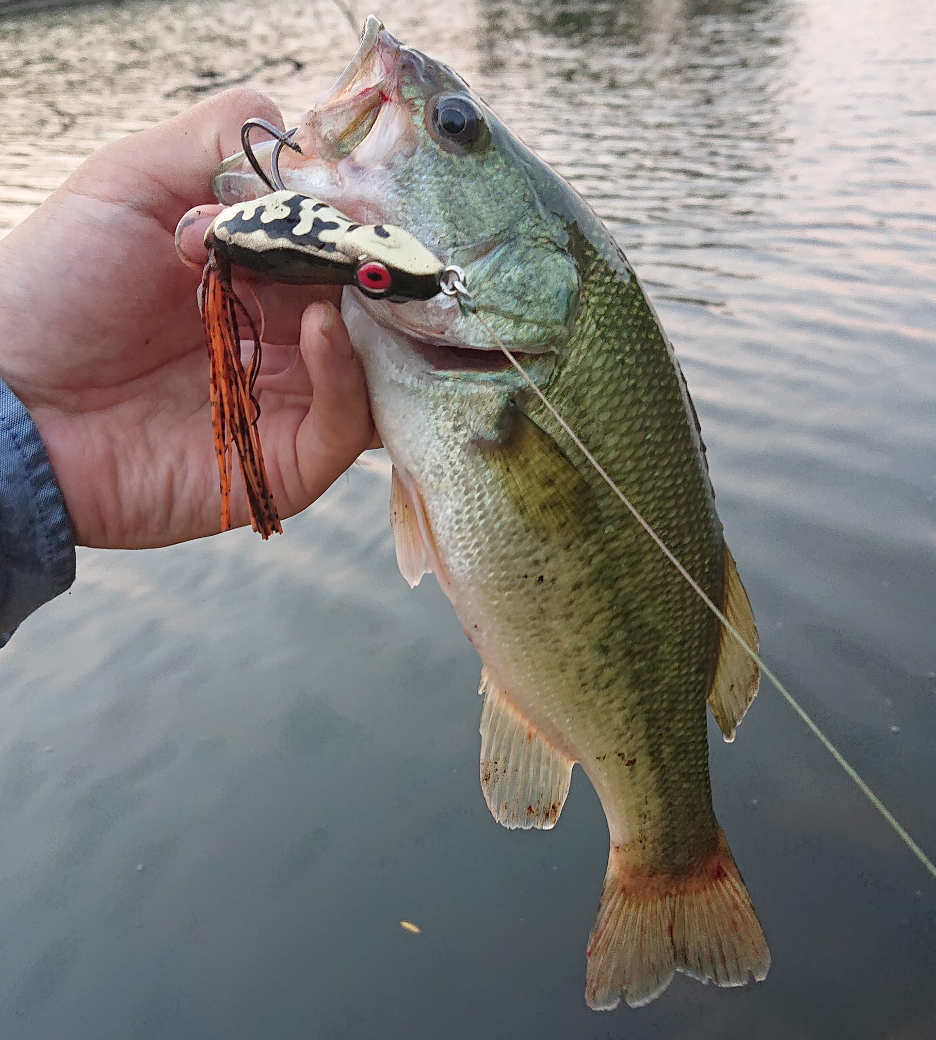 Hand holding fish at lake