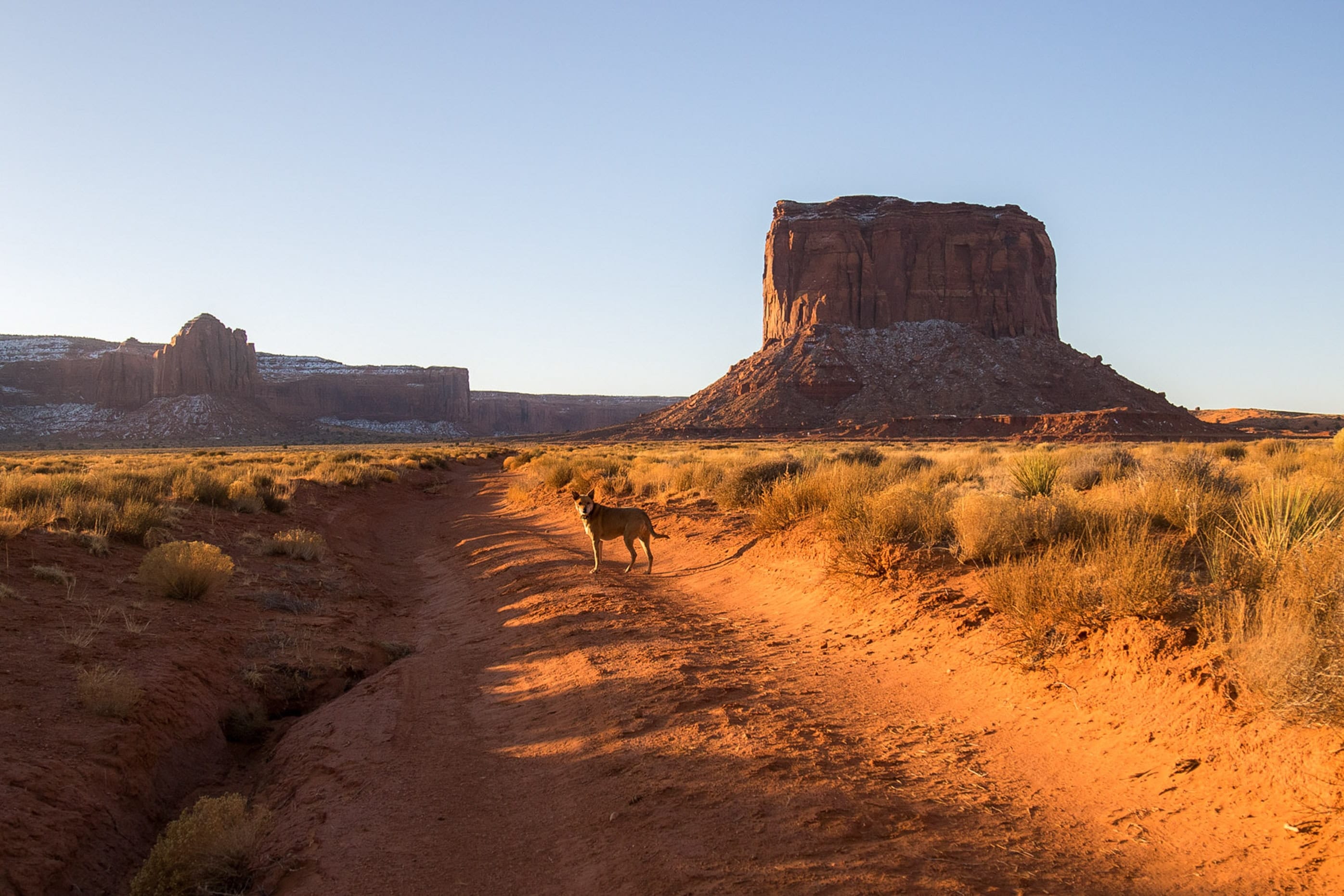 Keep RVIng Pets Cool — Dog Near monument valley