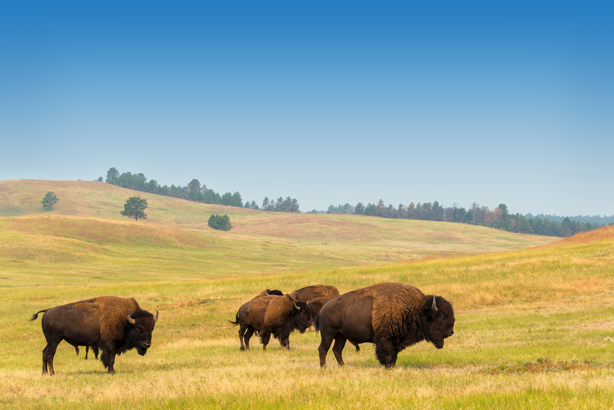 Four bison graze on grass on gently rolling hills.