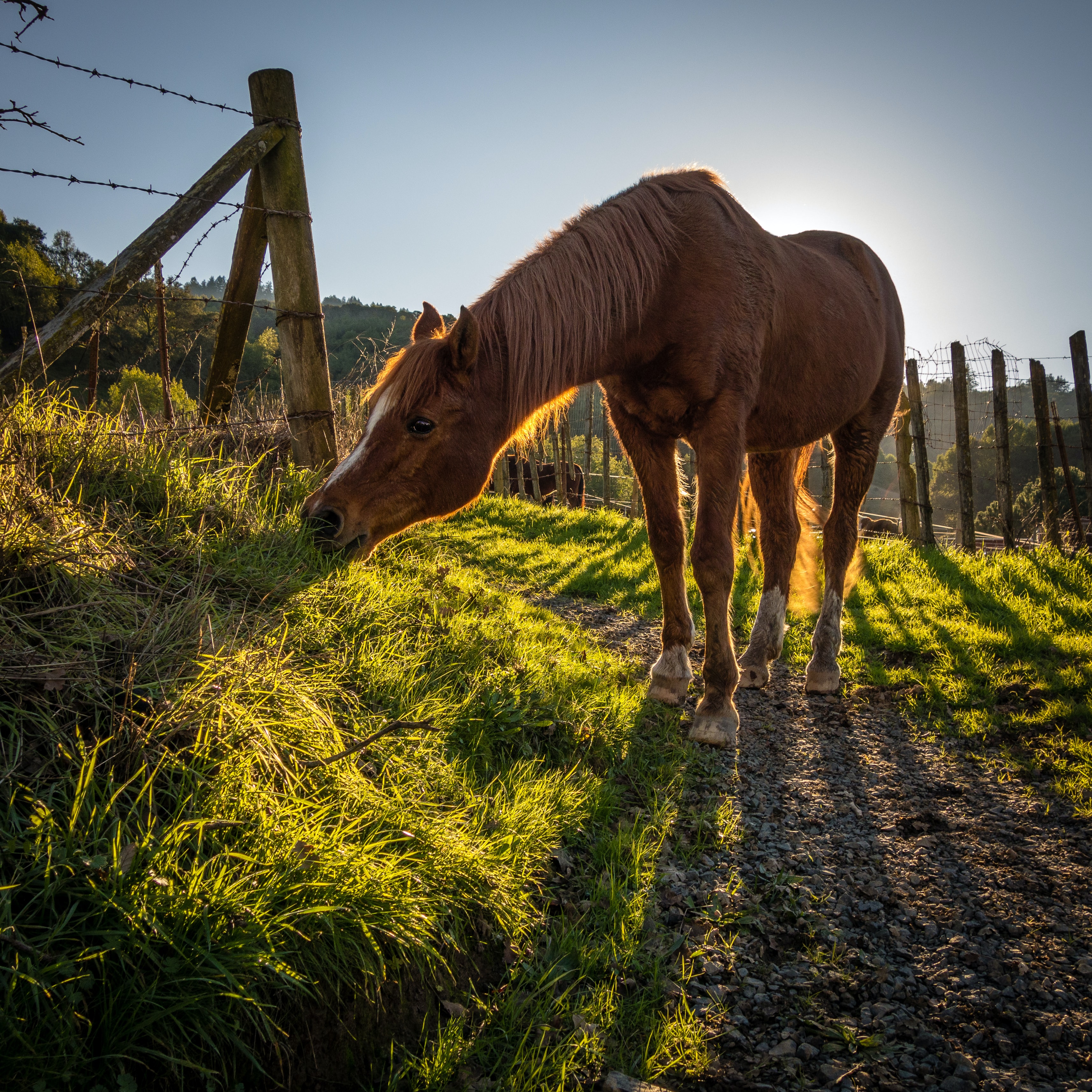 Horse grazing on green grass near fence as sun hangs low on horizon