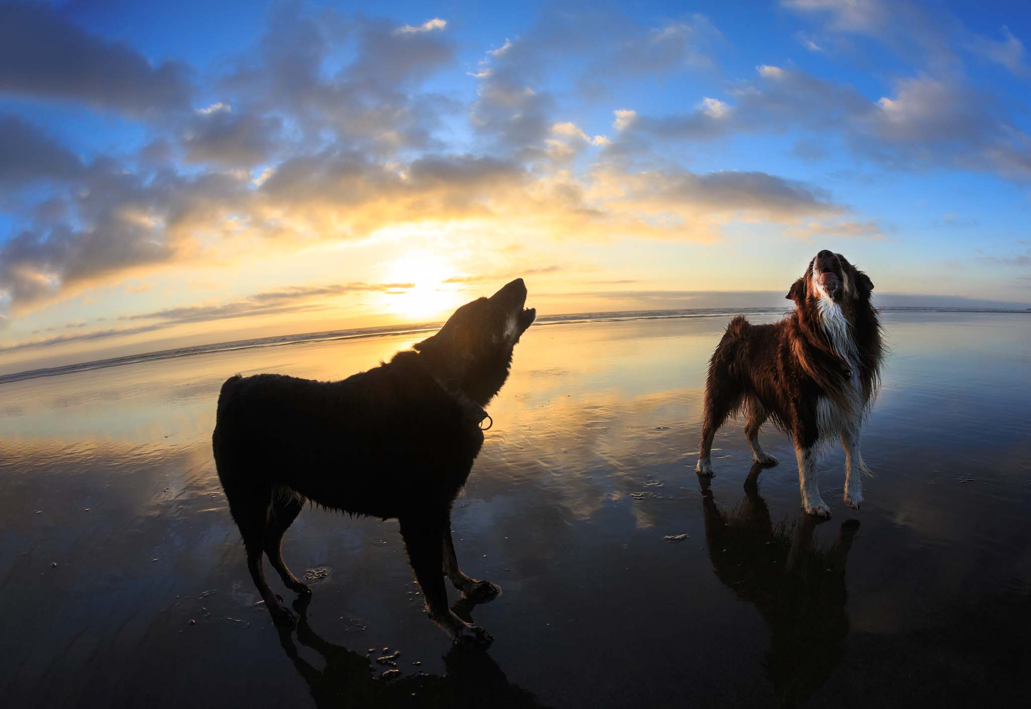 A pair of dogs howl into the sky against an ocean backdrop.