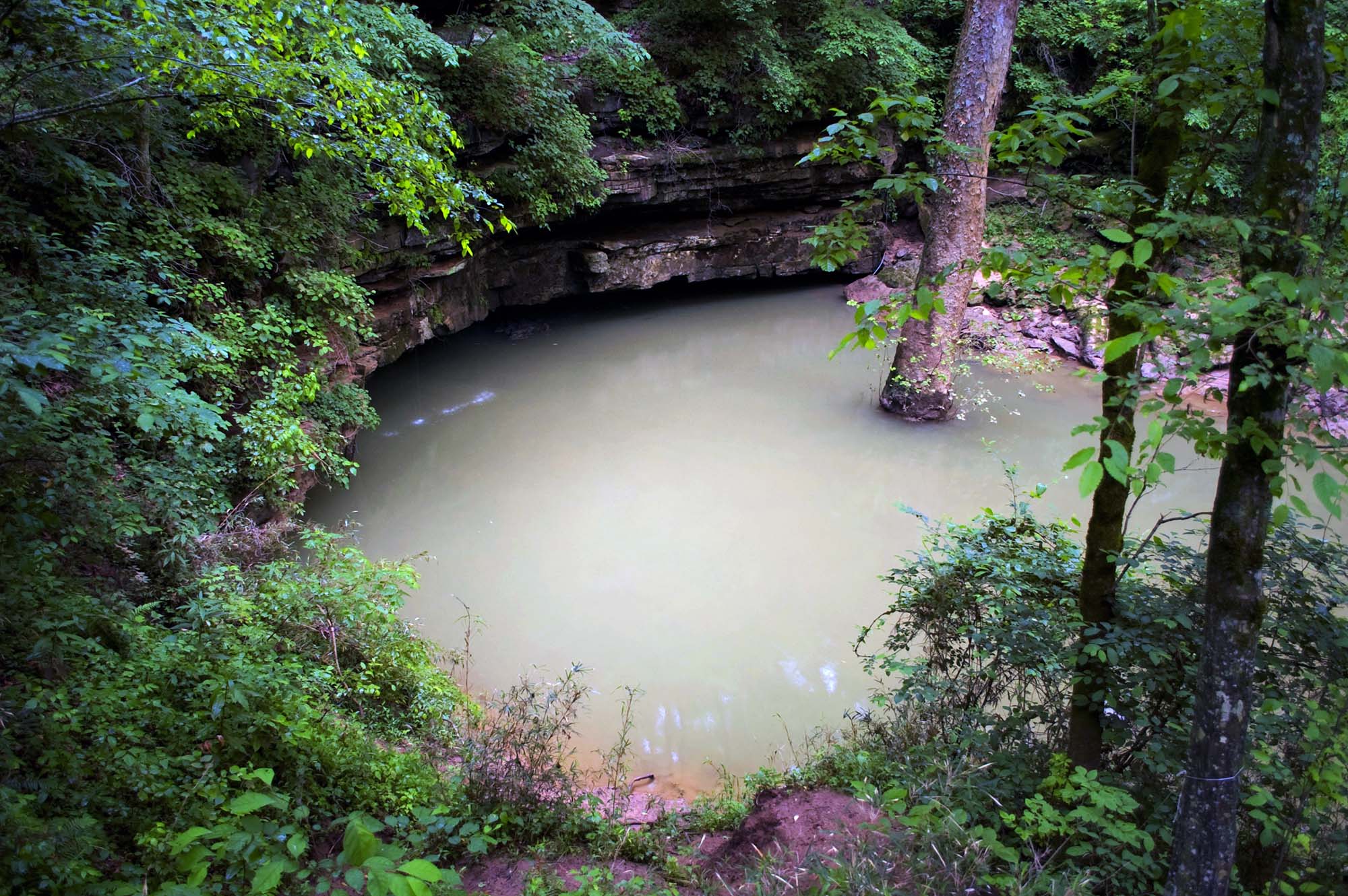 Waters wells up from a hole surrounded by trees and shrubs.