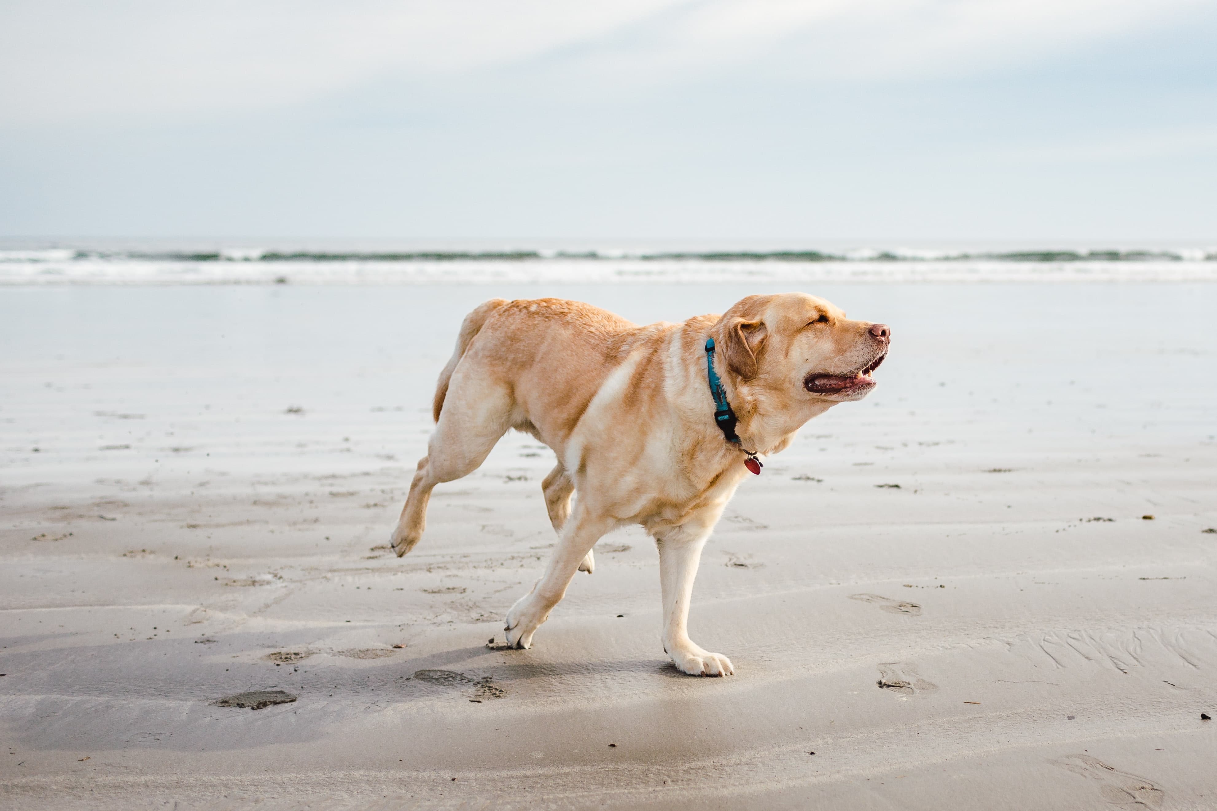 A golden lab dog runs free along a beach