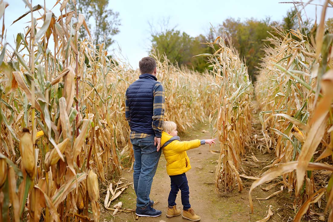 Man leading kid through corn maze.