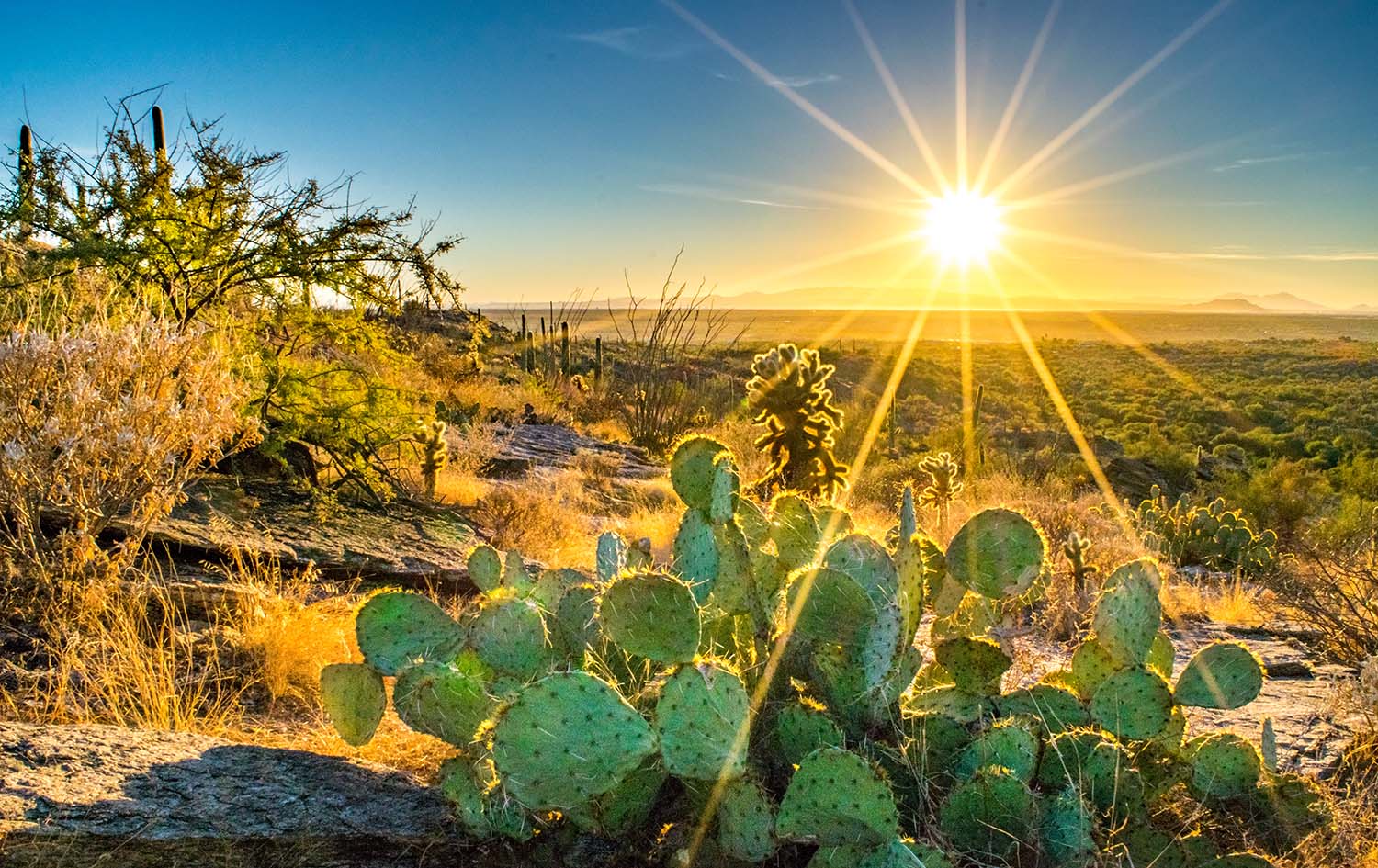 Wide shot of a small cactus on rocky dry hillside in the Sonoran Desert at sunset