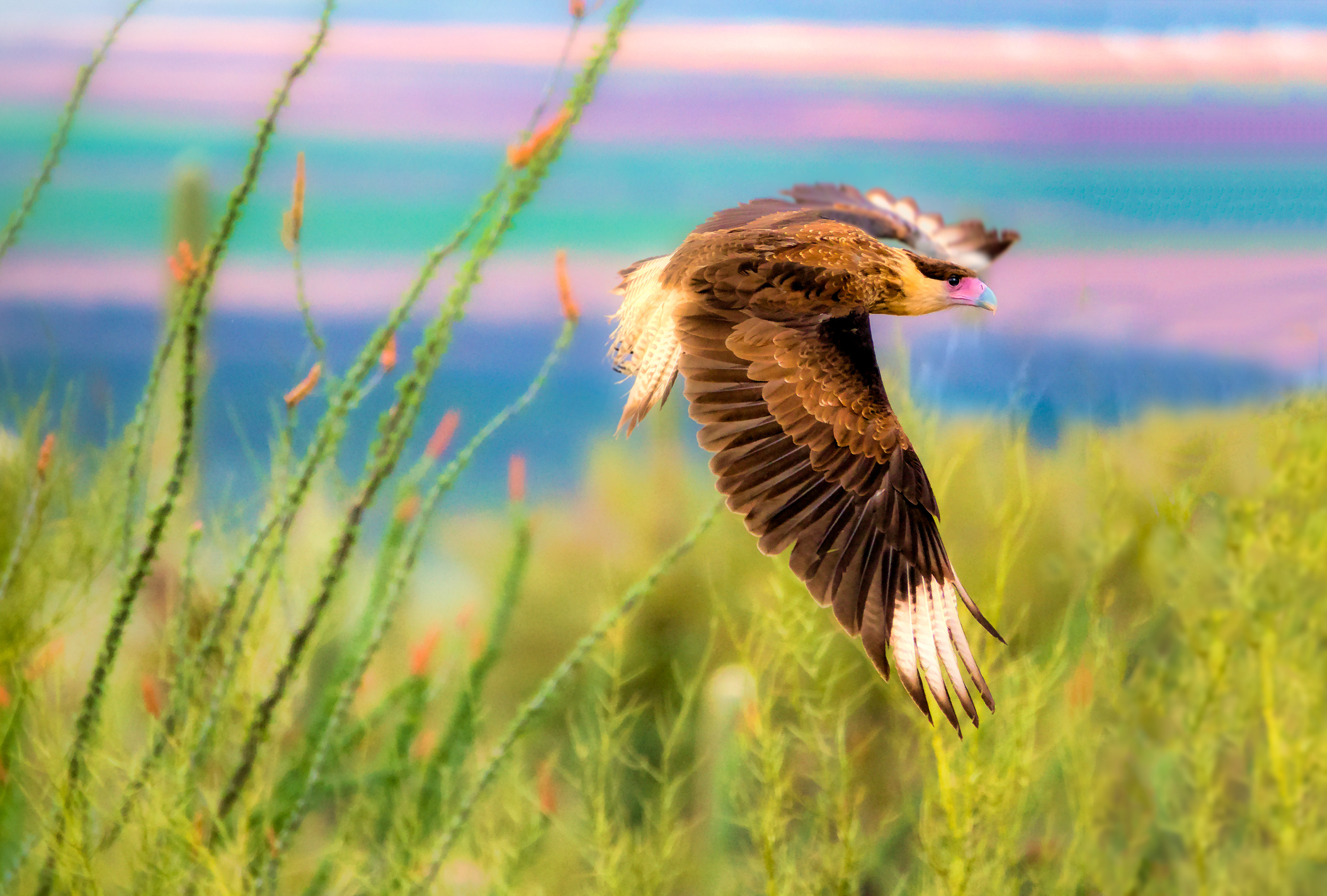 A colorful raptor comes for a landing against tall grasses.