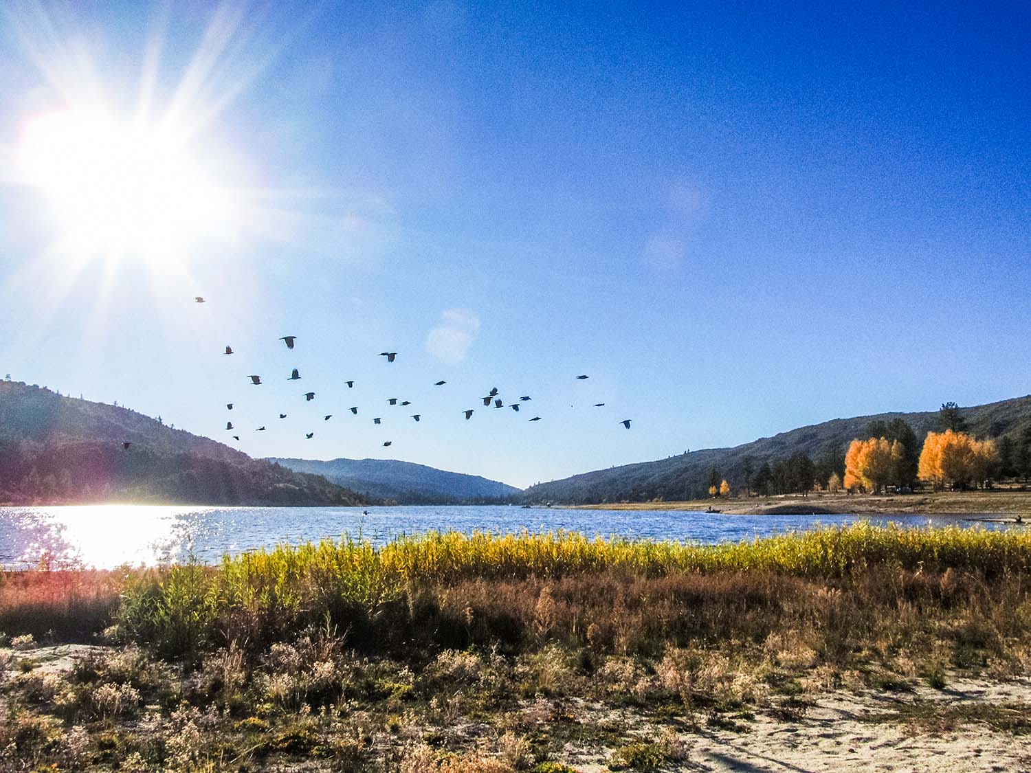 A flock of bird swooping over a lake during sunrise.