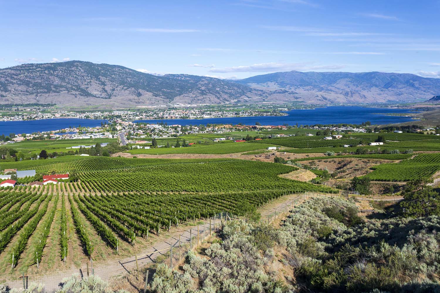 Vineyards, mountains and a lake form a pleasant scene under a blue sky.
