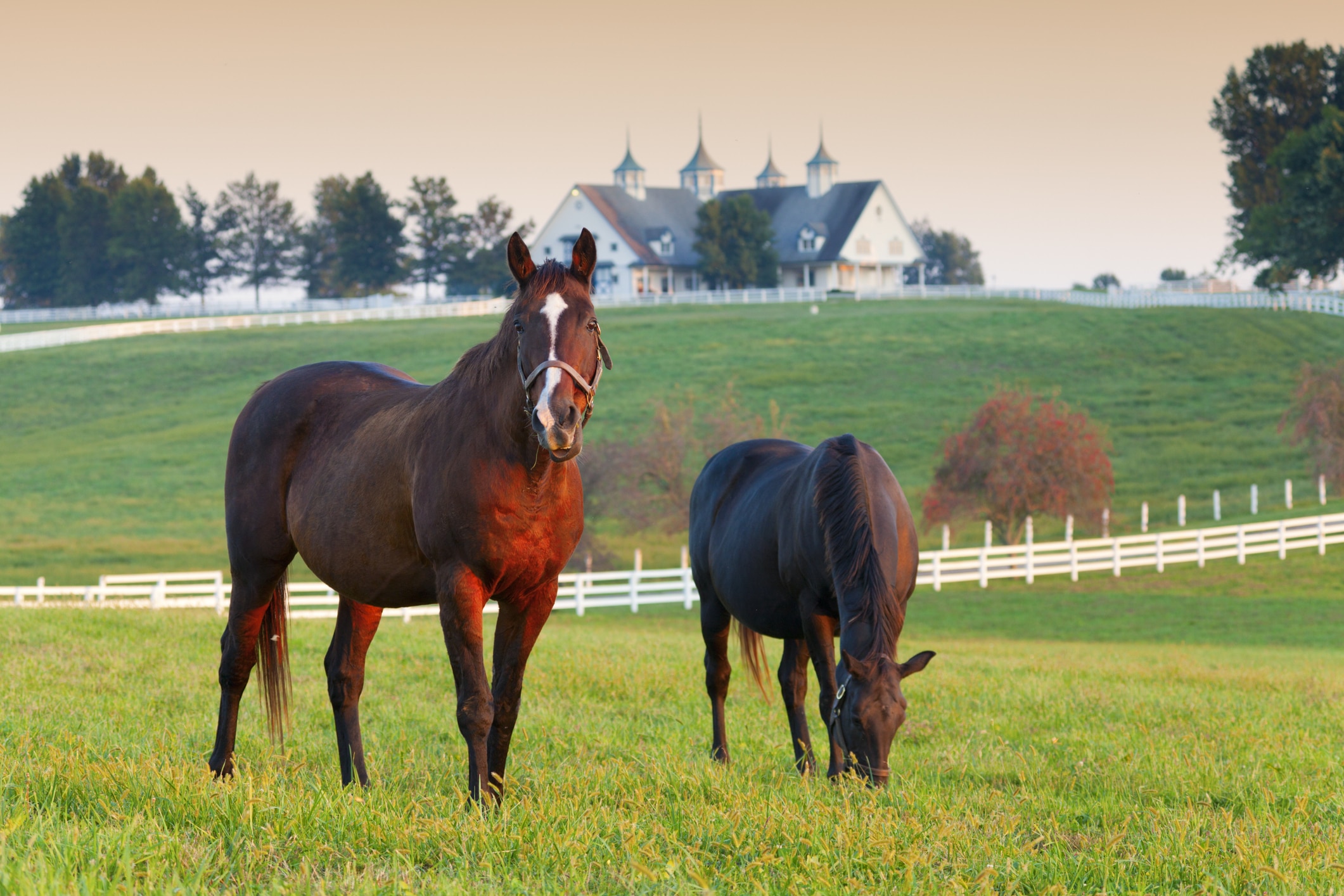 Two horses standing on a grassy field with white fences in background.