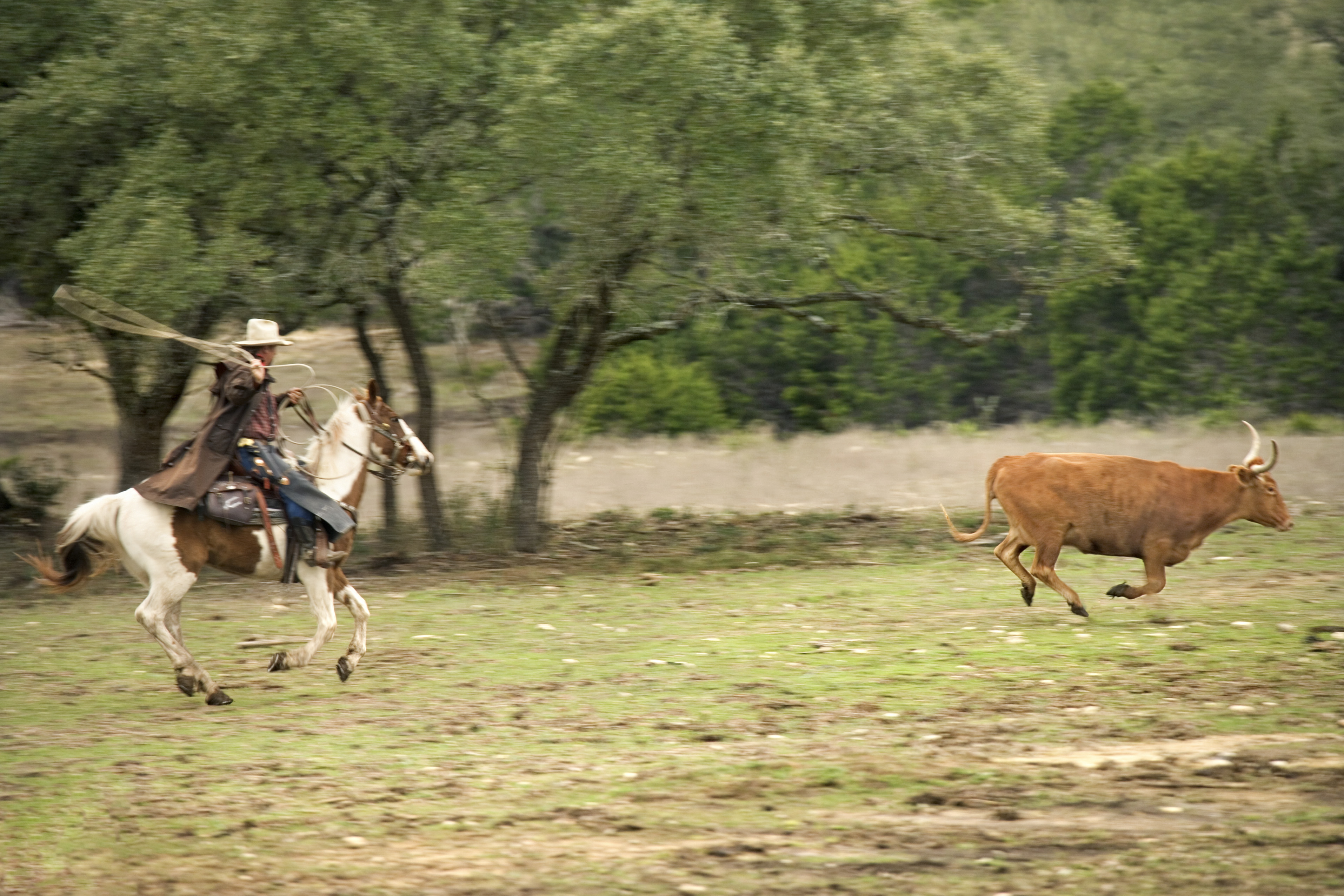 Man on horse chasing a bull on a grassy meadow.