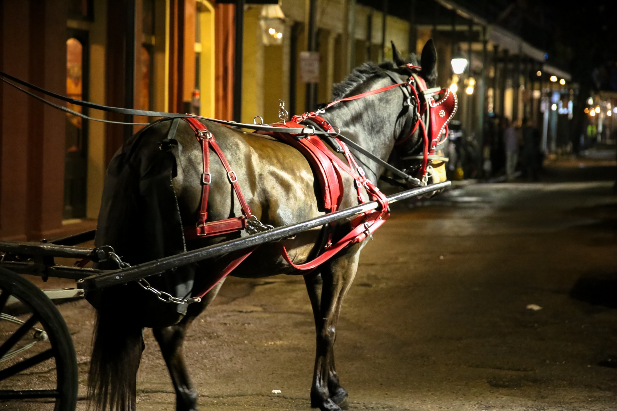 Horse and Carriage Wagon Ride, Historic New Orleans, Louisiana, at Night