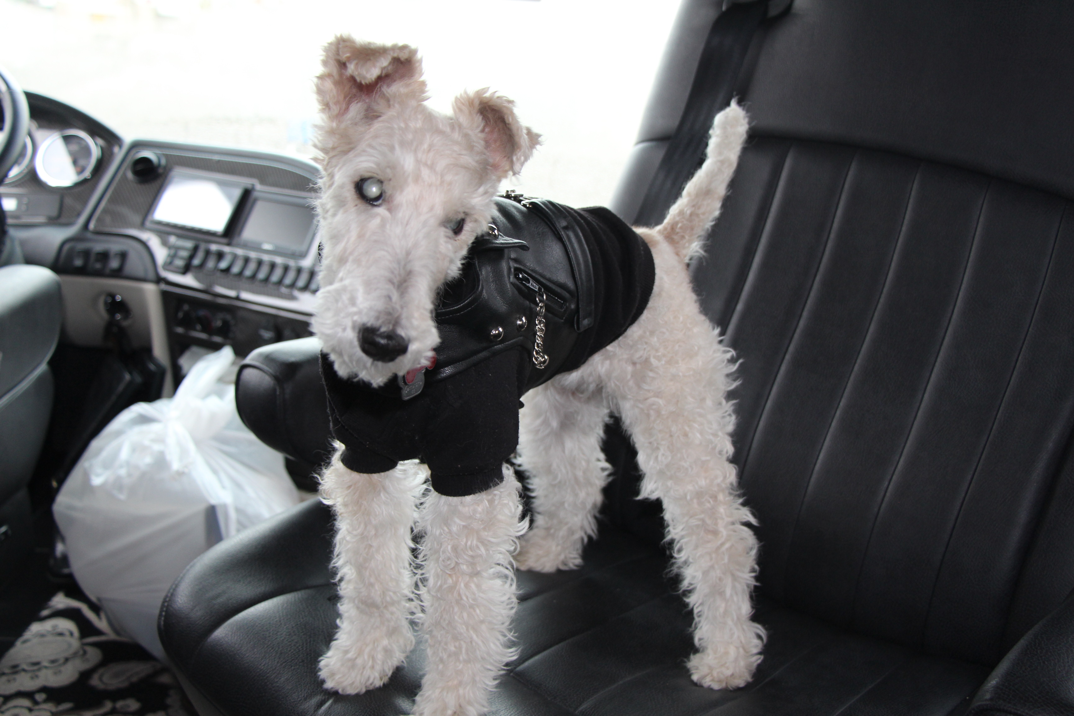 A white dog in a leather outfit sitting on a seat.