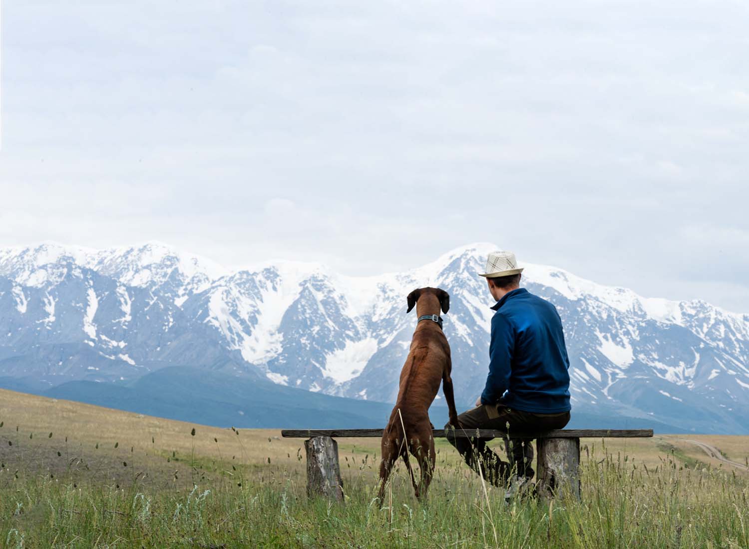 Safeguarding Your Pet — A guy with a dog sits on a bench and admires the mountain scenery. Traveling with a dog. Rhodesian Ridgeback travels with its owner.
