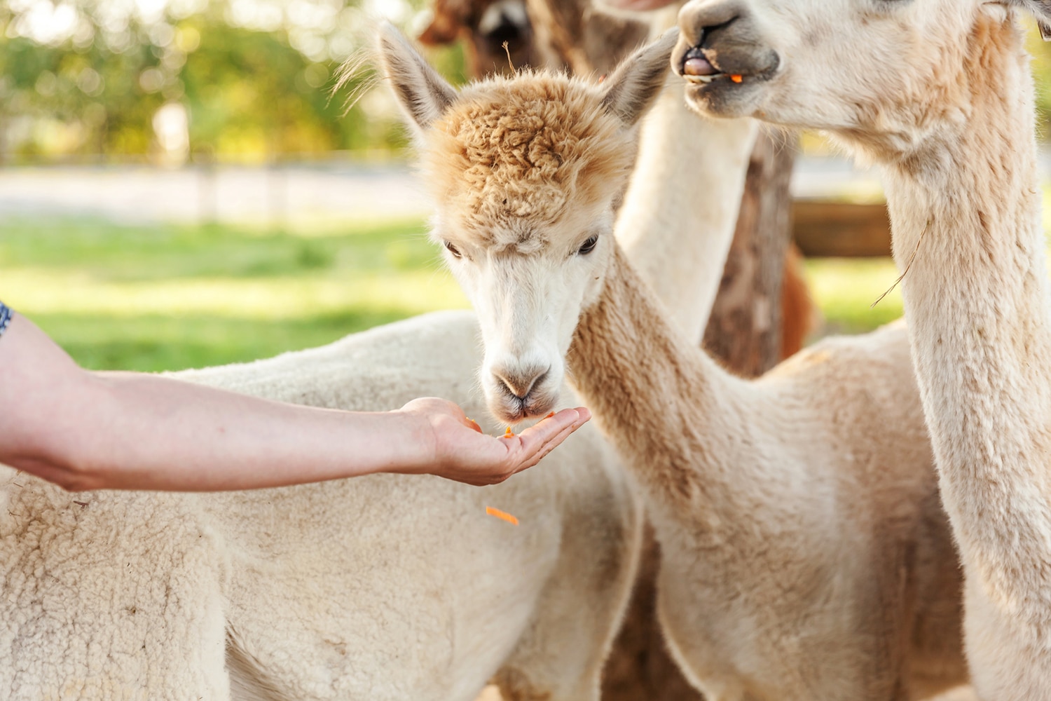 Hand feeding orange food to several alpaca alpaca.