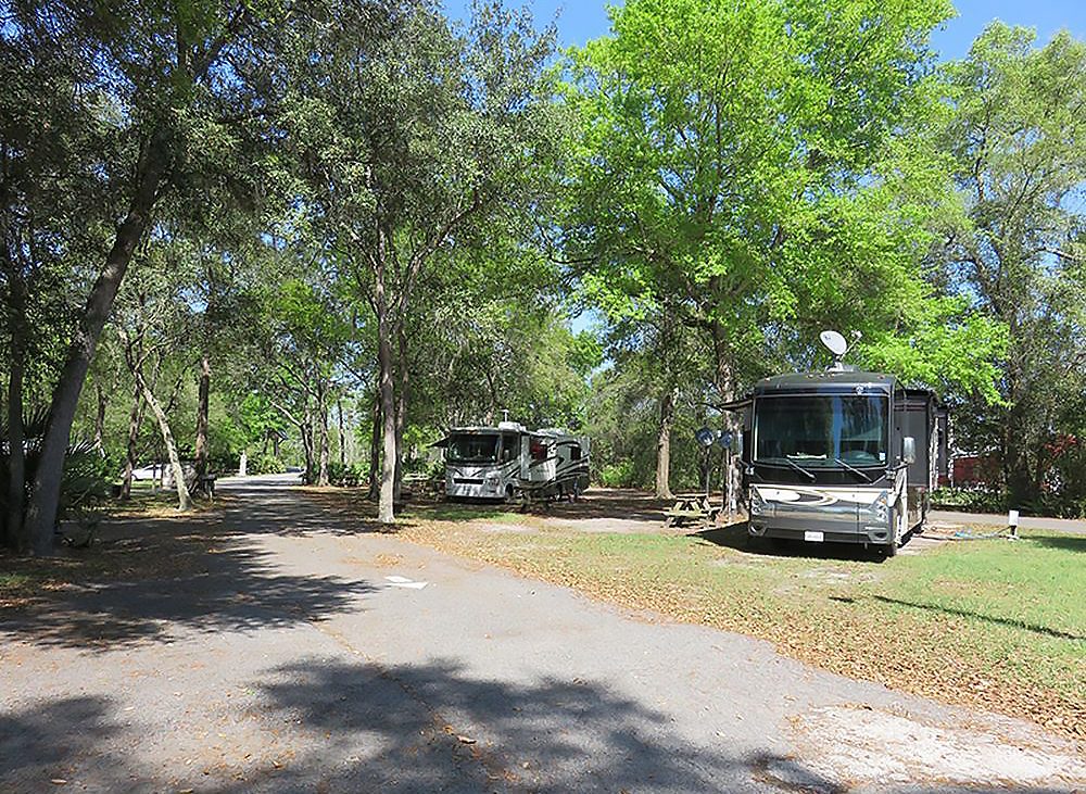 Two motorhomes sit under shady trees. 