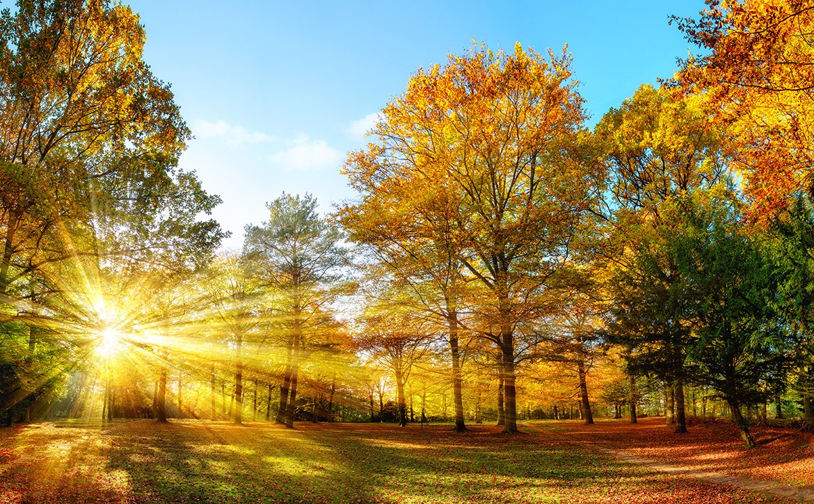 America’s Mid-Atlantic Region Embraces Autumn—Sunlight peaks through autumn trees.