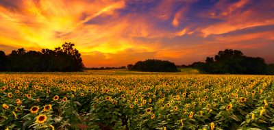 Field of sunflowers during sunset.