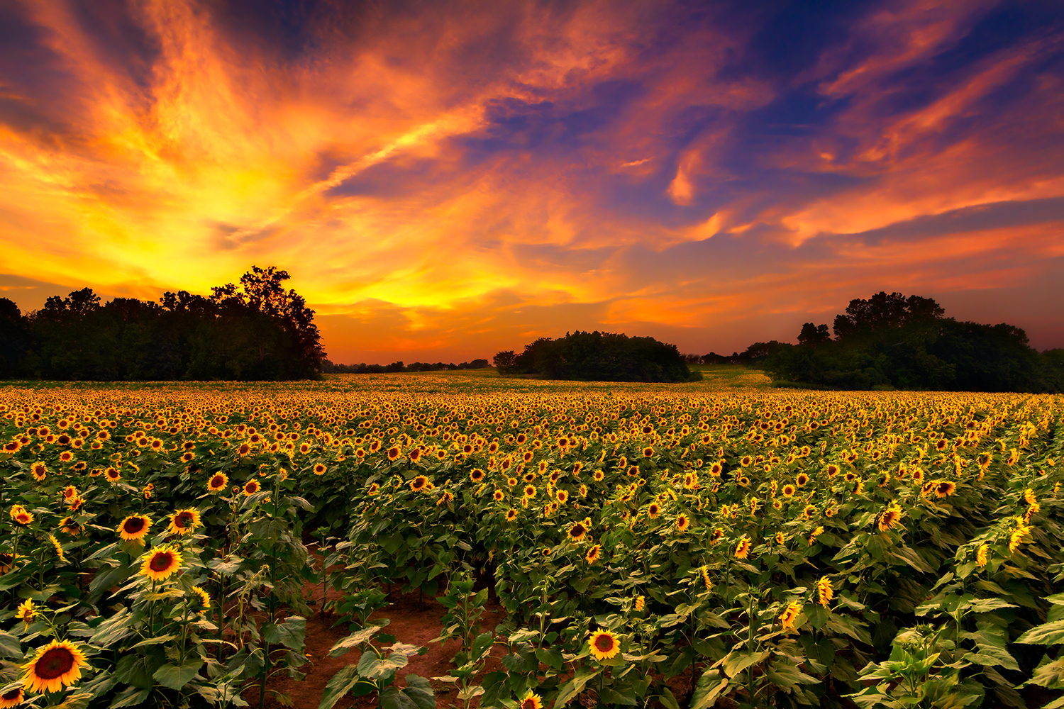 Field of sunflowers during sunset.
