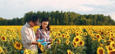 Man and woman working in a sunflower field