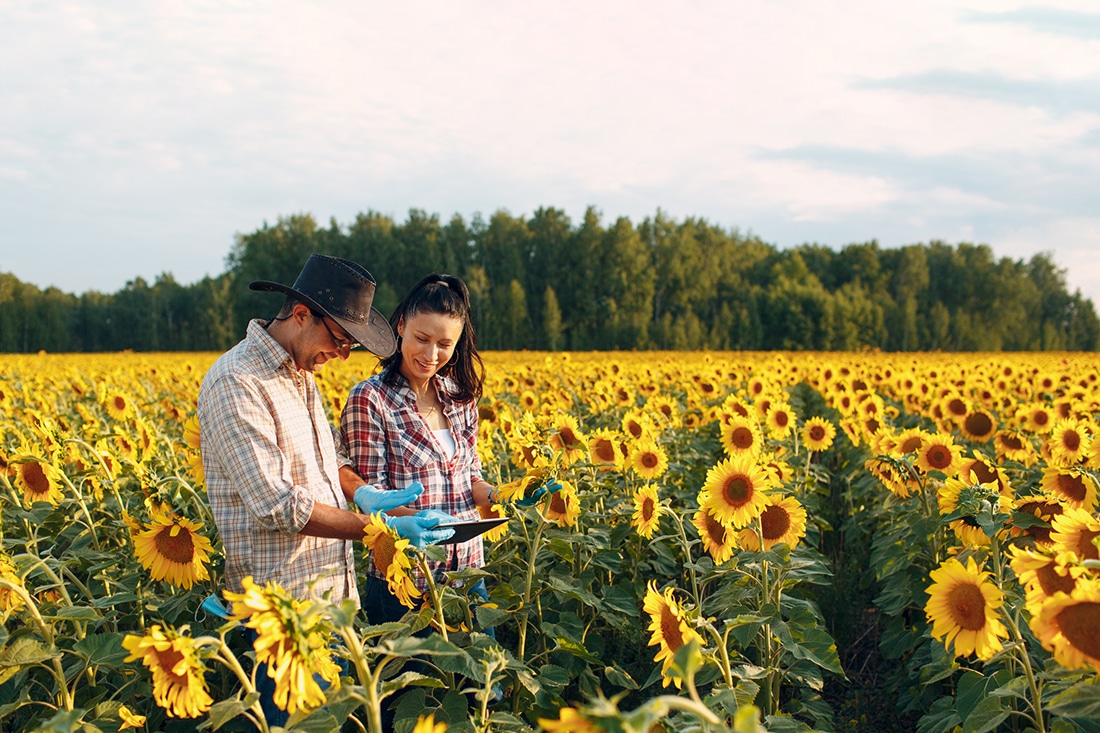 Man and woman working in a sunflower field