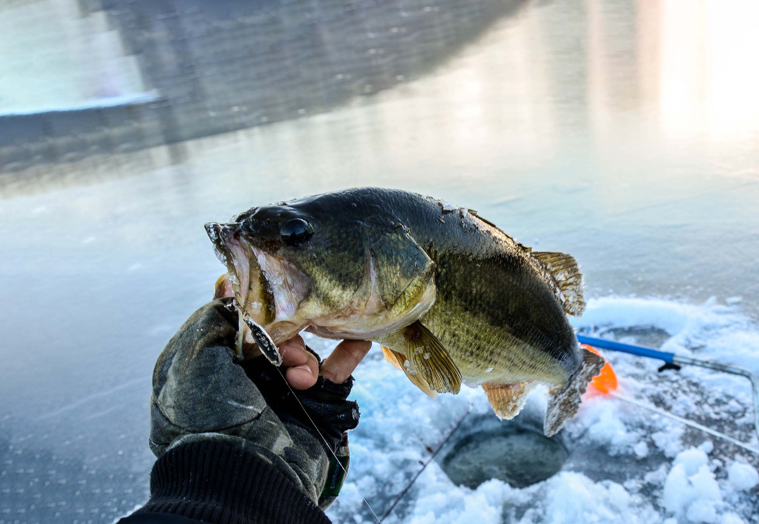 A hand pulls a gaping bass out of a hole in the ice.