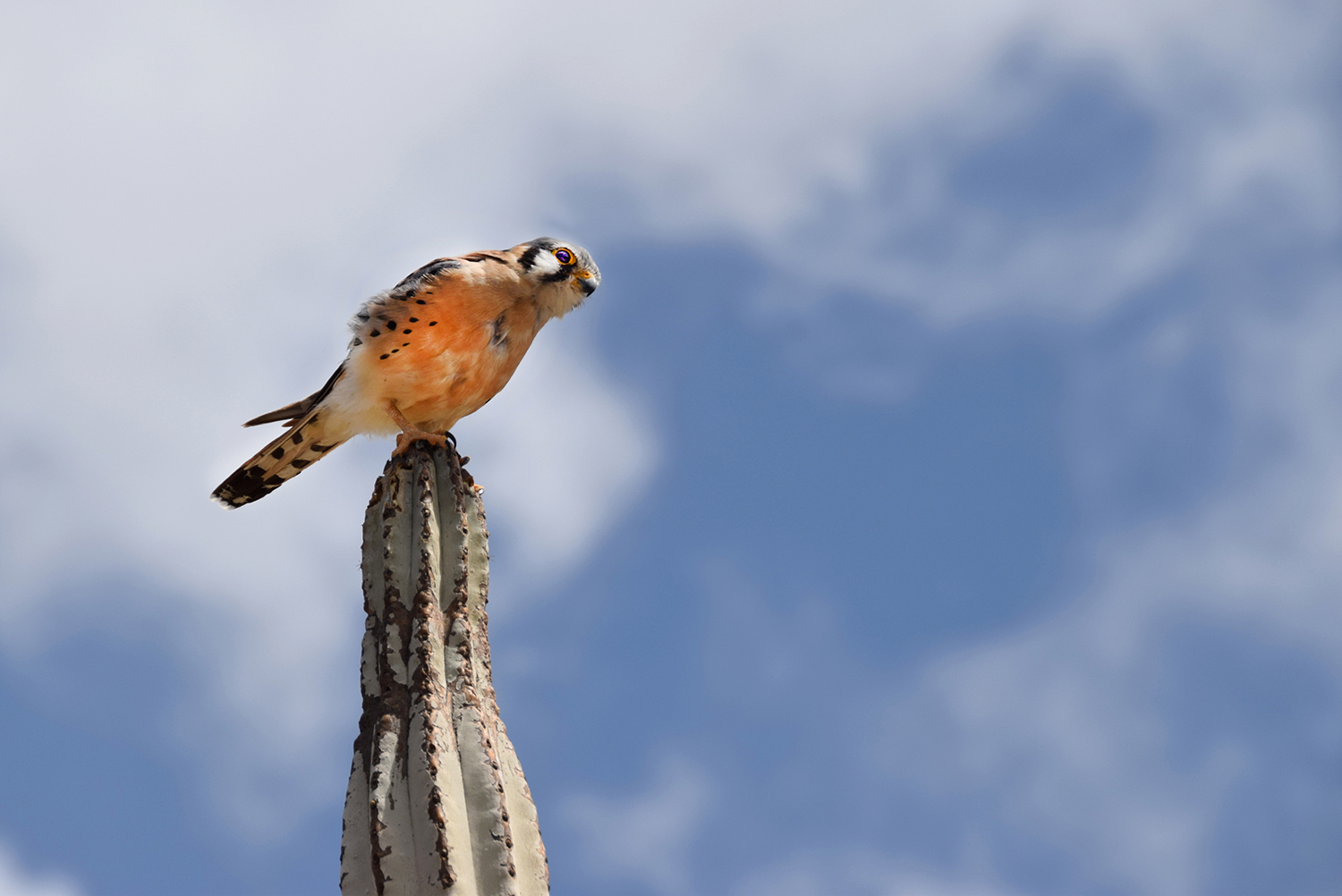 American Kestrel perched on to of a cactus cloudy sky in the background