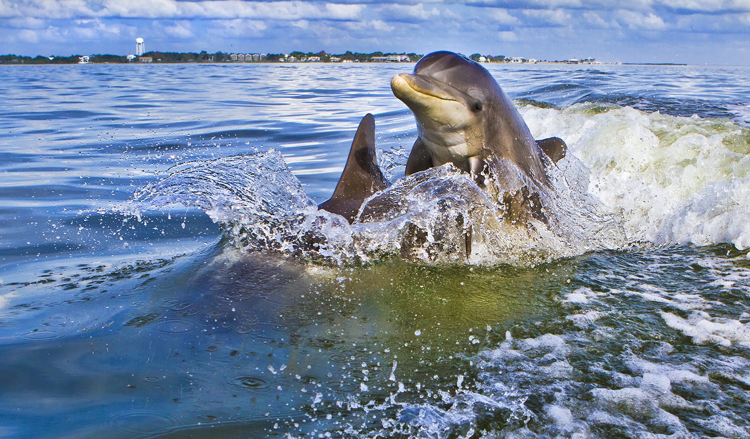 Dolphins cavorting off of a coast.