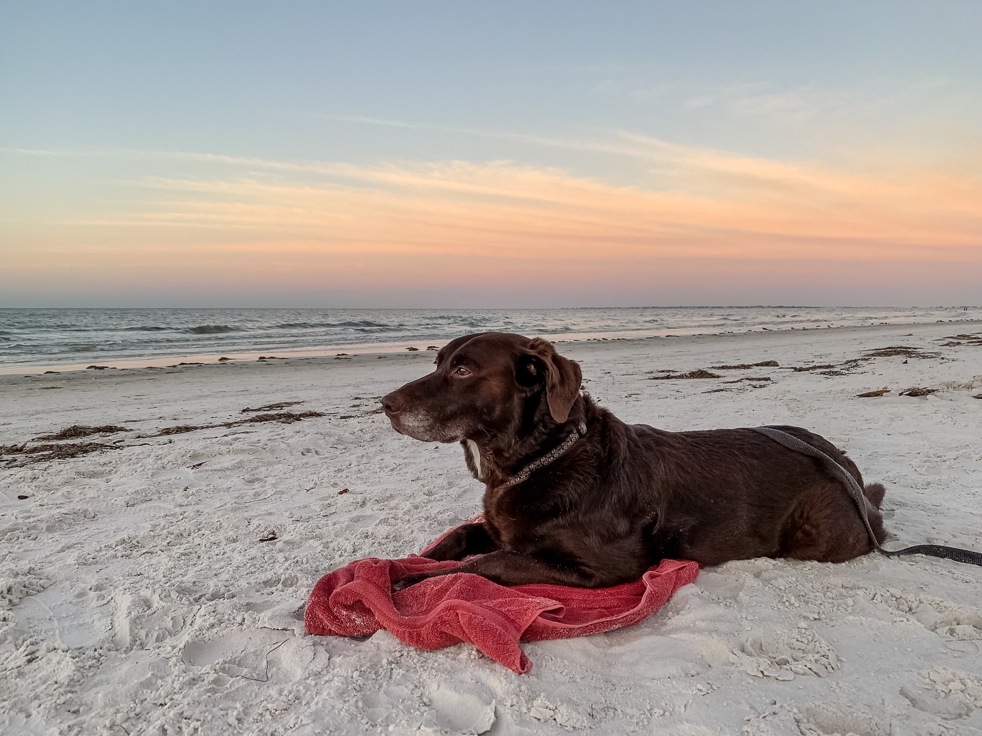 Chocolate labrador retriever laying on white sand beach and observing nature at sunrise along the Gulf of Mexico near Fort Meyers, FL.