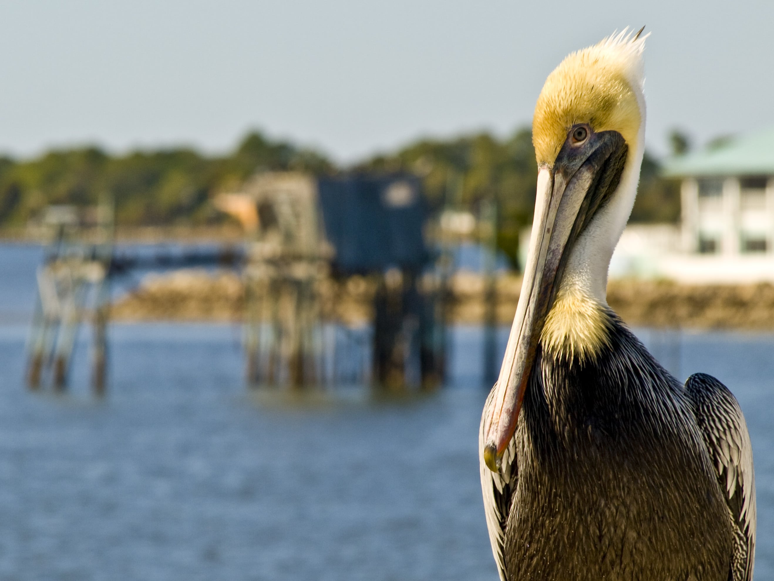 A pelican looking wryly at camera with dockscape in background.