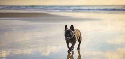 French bulldog running on a beach.