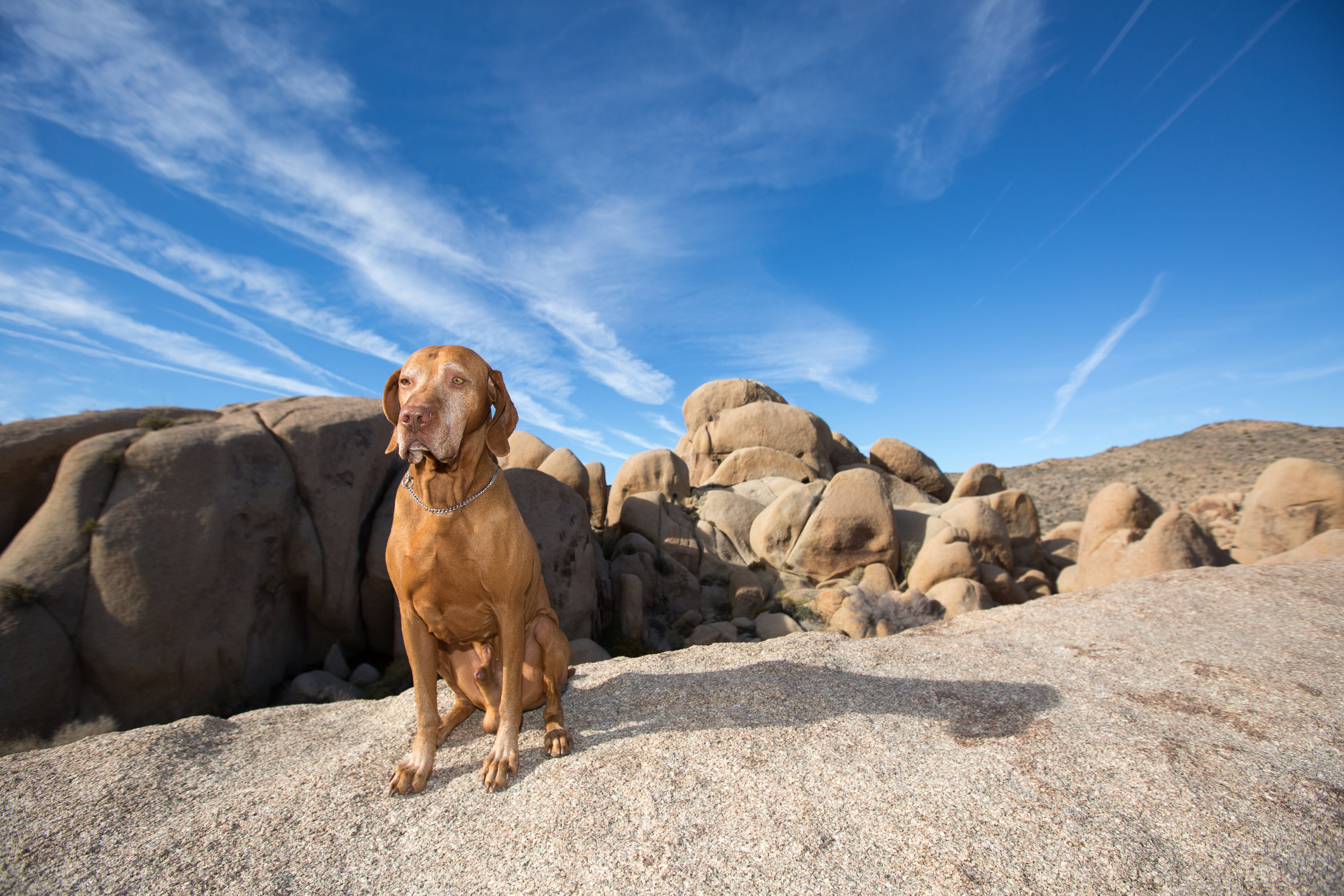A dog near some rubbed boulders.