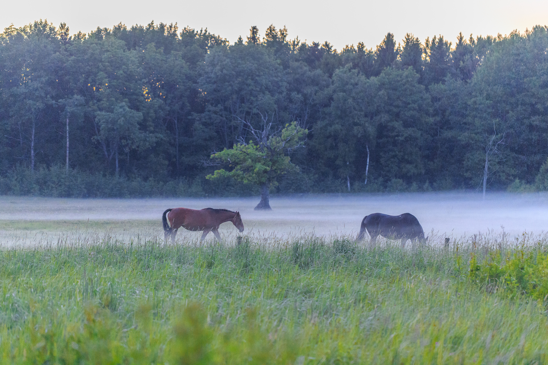 A pair of horses on a meadow shrouded in fog.
