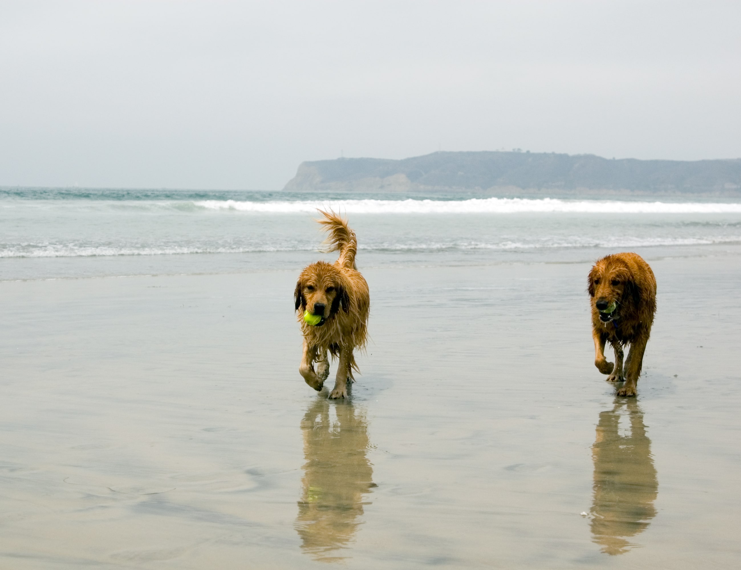 A pair of dogs running along a beach.