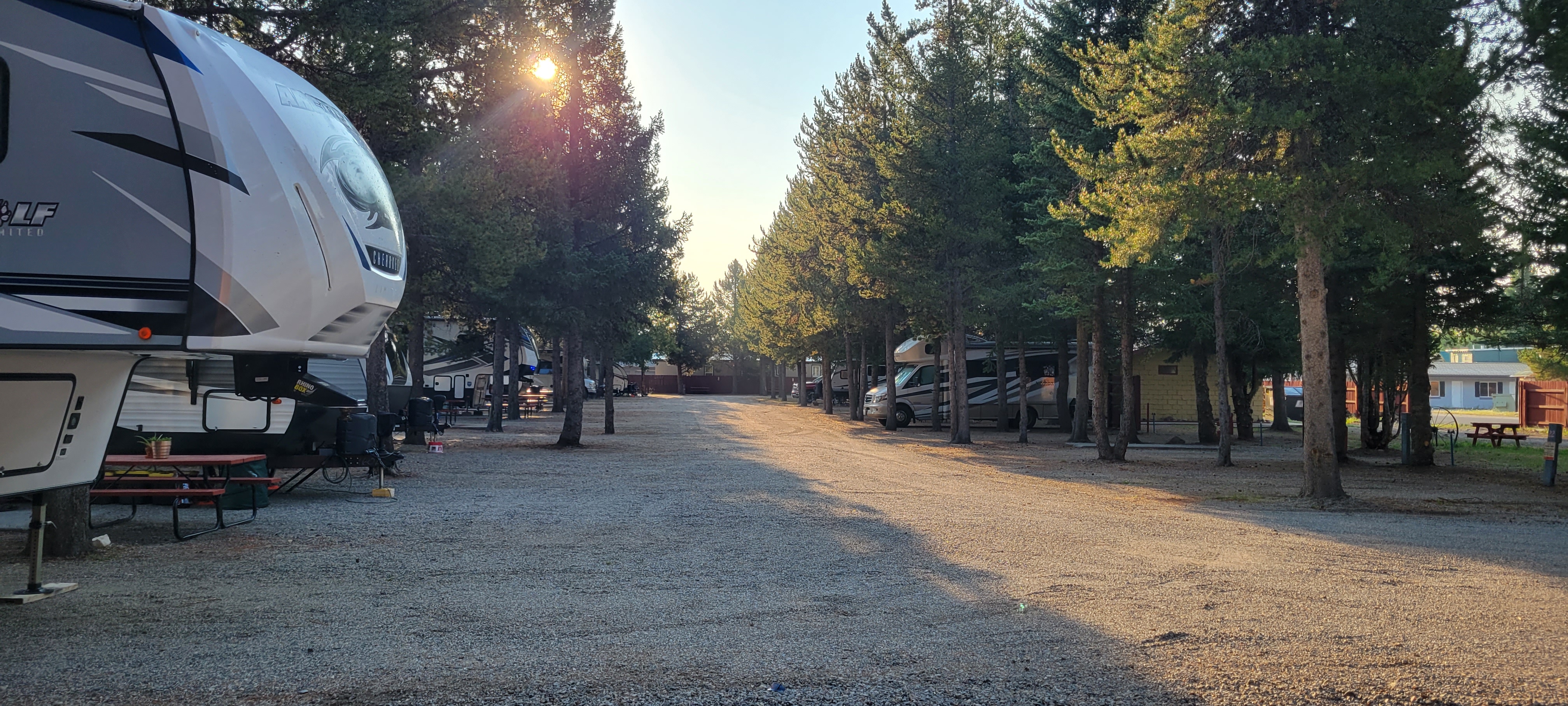 RVs parked in a row in the shadows of tall fir trees during sunrise.