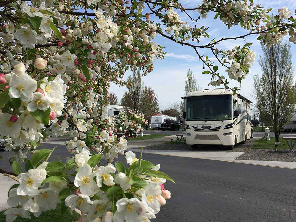 White blossoms from a tree in the foreground; motorhome in background.