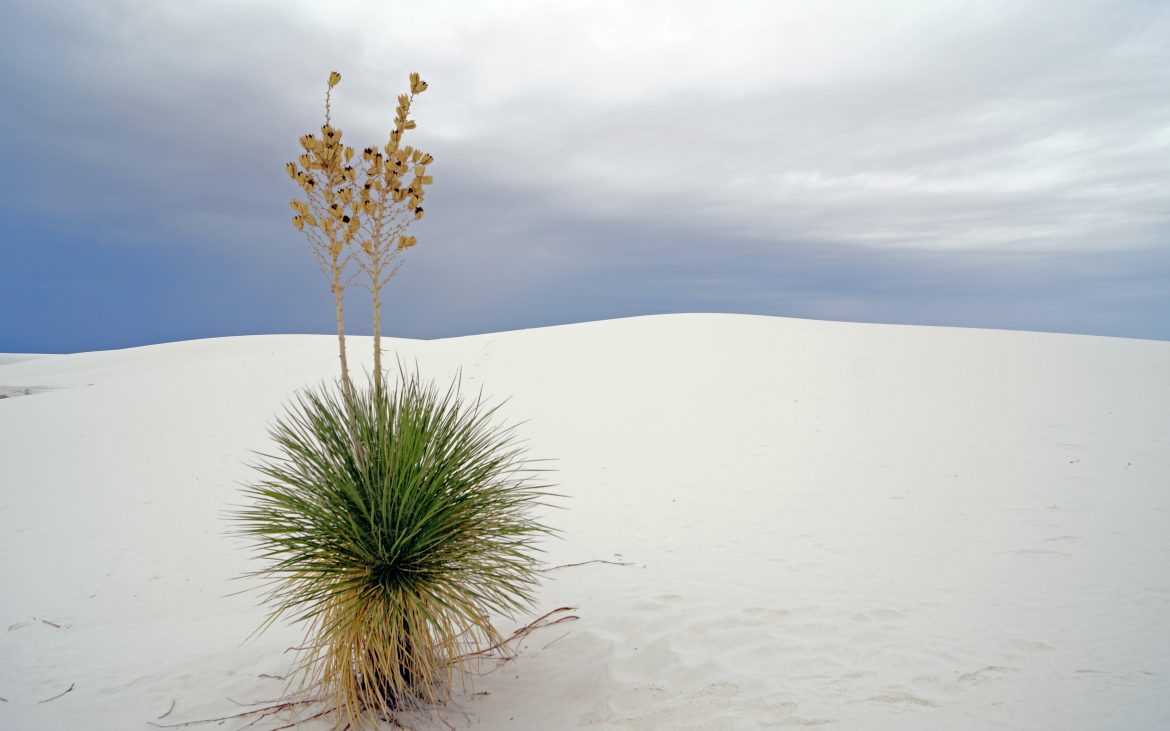Needle Yucca under overcast sky in White Sands National Park