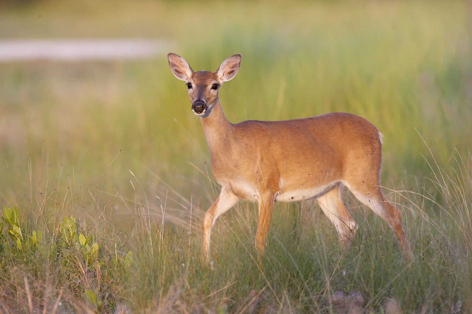 Key Deer on grass and limestone rock base