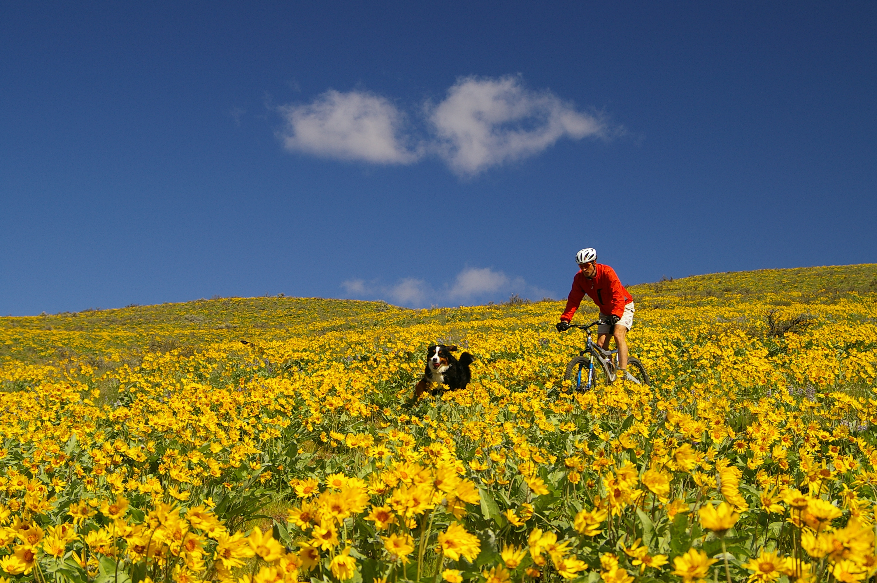 Biking with a dog through flower covered trail.