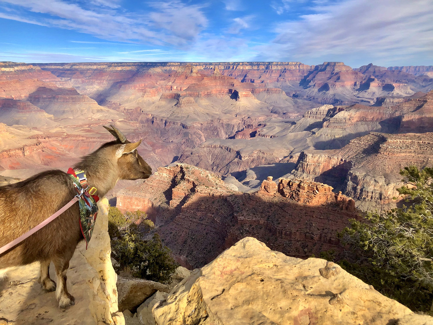 A goat oversees a vast canyon punctuated by buttes and mesas.