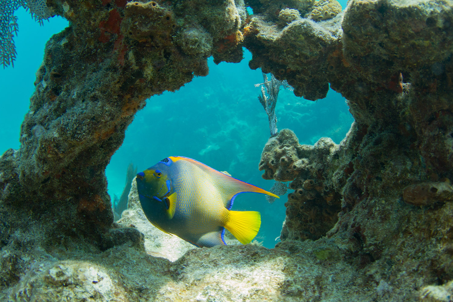 Colorful fish swims through a coral arch.
