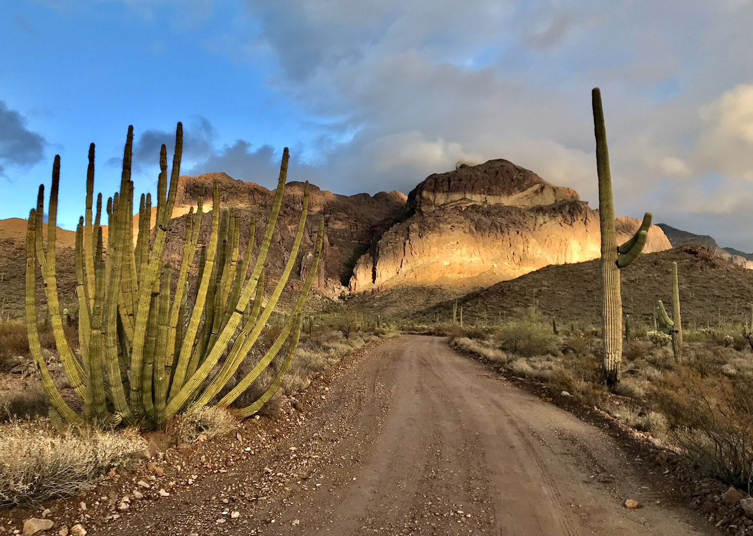 A dirt road flanked by towering cactus and leading toward a rocky mountain.