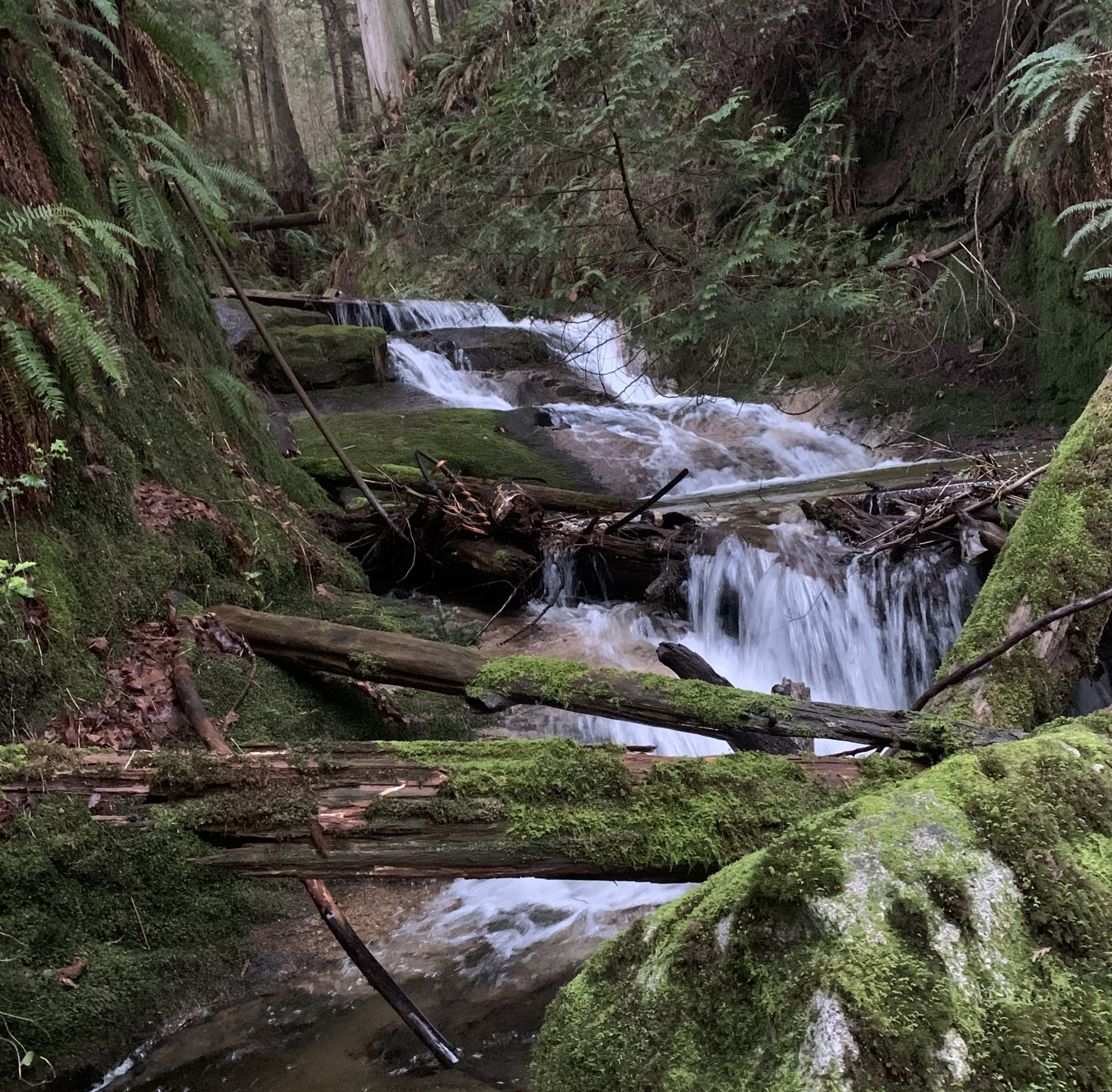 Water cascades over mossy logs and rocks in a green forest.