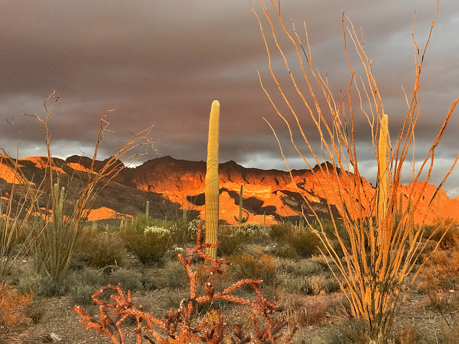 Sunset illuminates towering cacti in crimson light as mountains loom on the horizon.